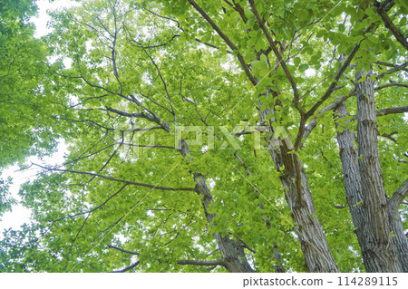 新鮮的綠色橡樹 114289115