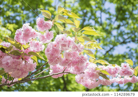 Double cherry blossoms and leaves against a background of fresh greenery Double cherry blossoms and leaves against a background of fresh greenery 114289679