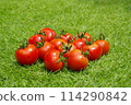 Freshly picked tomatoes 114290842