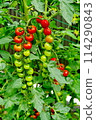 Cherry tomatoes turning red in a home garden 114290843