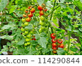 Red mini tomatoes 114290844