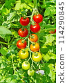 Red-colored medium-sized tomatoes growing in a home garden 114290845