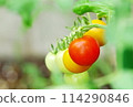 Cultivation home garden of tomatoes turning red 114290846