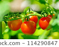 Red medium-sized tomatoes growing in a home garden 114290847