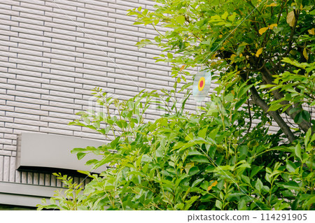 一棵花園樹，上面掛著驅鳥盤 114291905