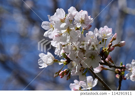 鹿島燈塔公園的櫻花 114291911