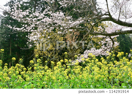 鹿島燈塔公園的櫻花 114291914