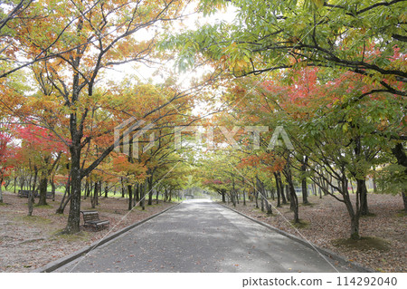 A row of autumn leaves with depth 114292040
