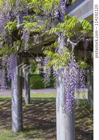 鳥取縣羽護臨海公園內美麗綻放的紫藤花 114292120