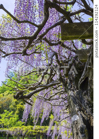 Beautifully blooming wisteria flowers in the park, Hago Rinkai Park, Tottori Prefecture 114292124