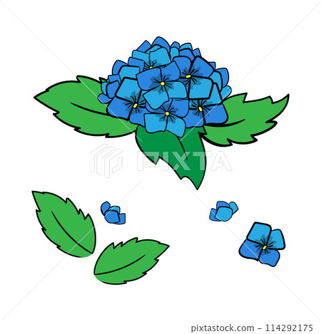 Set of Japanese hydrangea and leaves in hand-drawn style, concept about a rainy season. Isolated vector illustration for print, digital and more design. 114292175