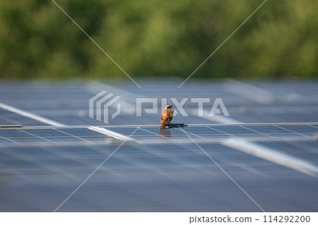 彩旗棲息在太陽能板上 114292200