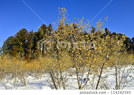 長瀞町寶登山山頂,朝陽下白雪覆蓋的露白庭園 長瀞町寶登山山頂,朝陽下白雪覆蓋的露白庭園 114292593