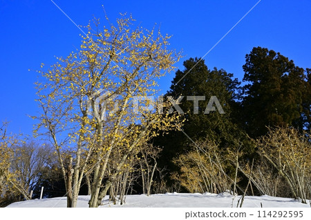 長瀞町寶登山山頂,朝陽下白雪覆蓋的露白庭園 長瀞町寶登山山頂,朝陽下白雪覆蓋的露白庭園 114292595