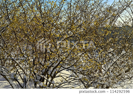 長瀞町寶登山山頂，朝陽下白雪覆蓋的露白庭園 114292596