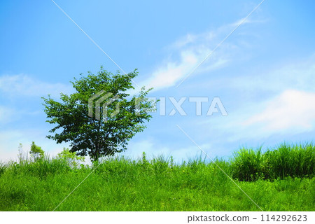 Scenery of a hill with blue sky and lush grass 1 Scenery of a hill with blue sky and lush grass 1 114292623