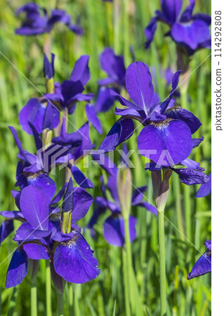 鳥取縣羽護臨海公園內美麗綻放的鳶尾花 鳥取縣羽護臨海公園內美麗綻放的鳶尾花 114292808