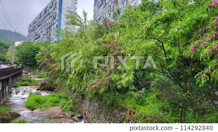 spring may Shittah tree spring may Shittah tree 114292840