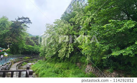 spring may Shittah tree spring may Shittah tree 114292852