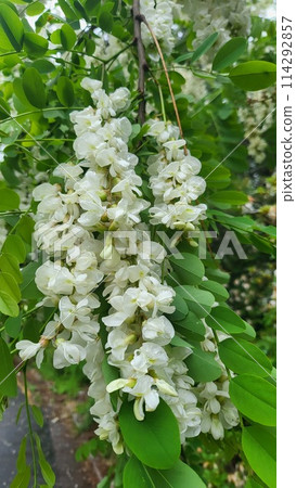 spring may Shittah tree spring may Shittah tree 114292857