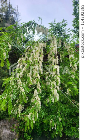 spring may Shittah tree spring may Shittah tree 114292865