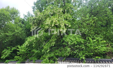 spring may Shittah tree spring may Shittah tree 114292871