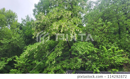 spring may Shittah tree spring may Shittah tree 114292872