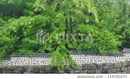 spring may Shittah tree 114292873