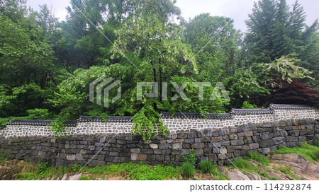 spring may Shittah tree spring may Shittah tree 114292874