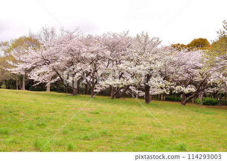 春天的千葉港公園 114293003