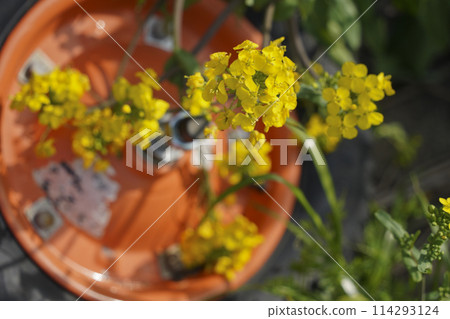 Rape blossoms blooming on abandoned old tires 114293124
