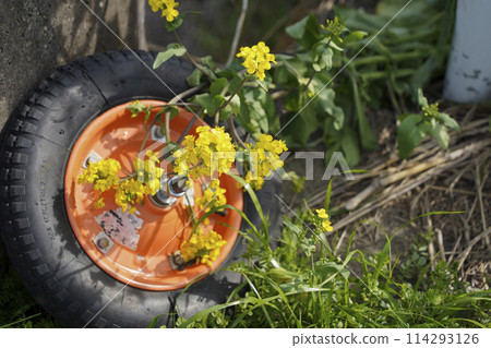 Rape blossoms blooming on abandoned old tires 114293126