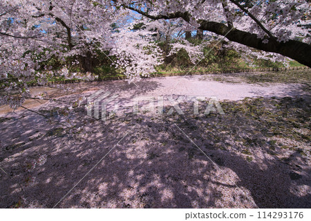 Flower rafts on the outer moat of Hirosaki Castle with cherry blossoms in full bloom, Aomori Prefecture 114293176
