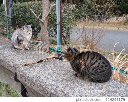 Two cats staring 114293179