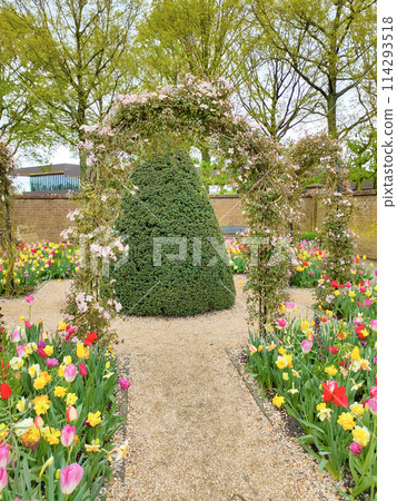 Keukenhof park of flowers and tulips in the Netherlands. Beautiful outdoor scenery in Holland Keukenhof park of flowers and tulips in the Netherlands. Beautiful outdoor scenery in Holland 114293518