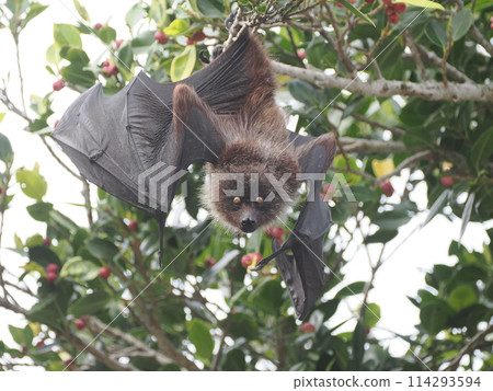Ogasawara flying bat Ogasawara flying bat 114293594
