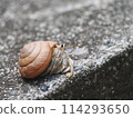 Hermit crab 114293650