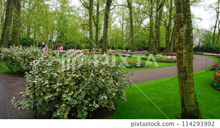 Keukenhof park of flowers and tulips in the Netherlands. Beautiful outdoor scenery in Holland Keukenhof park of flowers and tulips in the Netherlands. Beautiful outdoor scenery in Holland 114293992