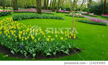 Keukenhof park of flowers and tulips in the Netherlands. Beautiful outdoor scenery in Holland Keukenhof park of flowers and tulips in the Netherlands. Beautiful outdoor scenery in Holland 114293993