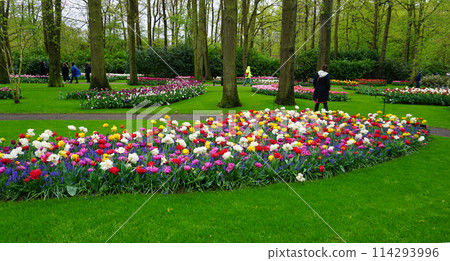 Keukenhof park of flowers and tulips in the Netherlands. Beautiful outdoor scenery in Holland Keukenhof park of flowers and tulips in the Netherlands. Beautiful outdoor scenery in Holland 114293996