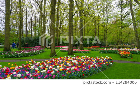Keukenhof park of flowers and tulips in the Netherlands. Beautiful outdoor scenery in Holland 114294000