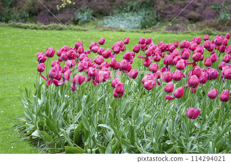 Keukenhof park of flowers and tulips in the Netherlands. Beautiful outdoor scenery in Holland Keukenhof park of flowers and tulips in the Netherlands. Beautiful outdoor scenery in Holland 114294021