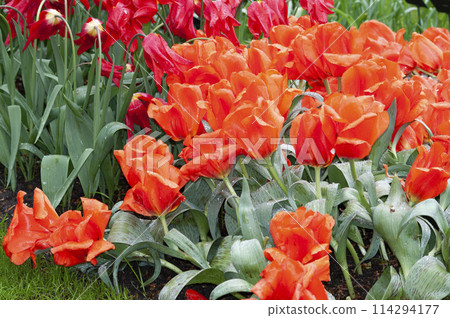 Keukenhof park of flowers and tulips in the Netherlands. Beautiful outdoor scenery in Holland 114294177