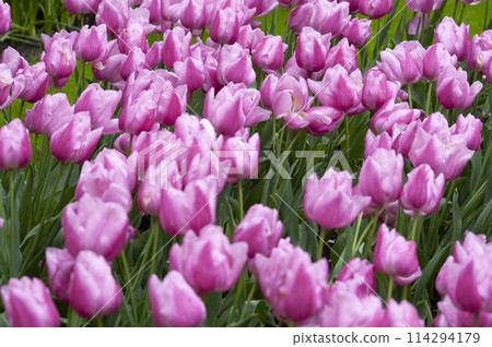 Keukenhof park of flowers and tulips in the Netherlands. Beautiful outdoor scenery in Holland Keukenhof park of flowers and tulips in the Netherlands. Beautiful outdoor scenery in Holland 114294179