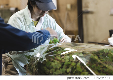 A woman shipping flowers A woman shipping flowers 114294487