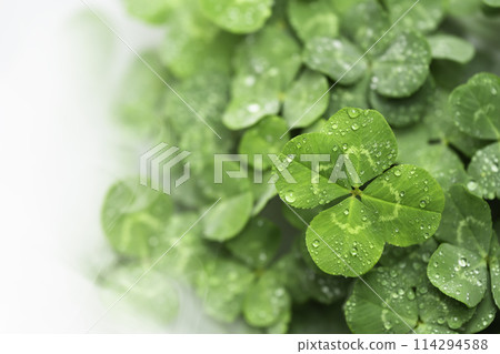 A dewy four-leaf clover in the morning mist 114294588