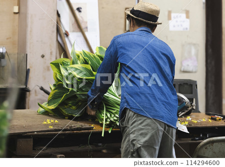 A flower grower preparing plants for shipping 114294600