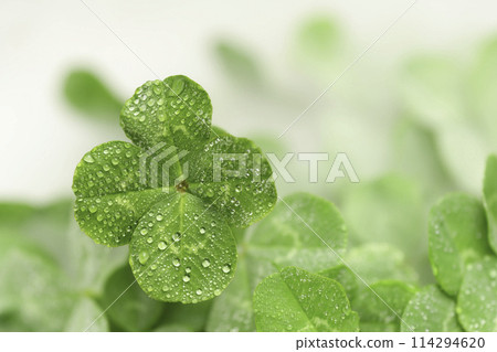A dewy four-leaf clover in the morning mist 114294620