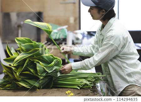 運送植物的婦女 114294635