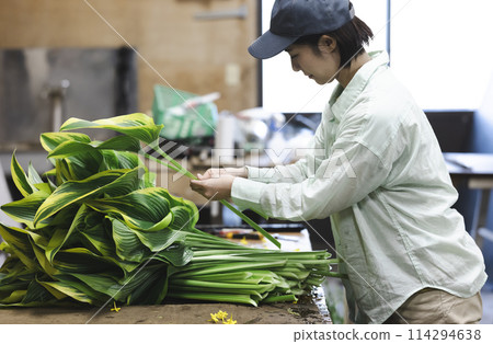 A floriculture worker preparing to ship plants A floriculture worker preparing to ship plants 114294638